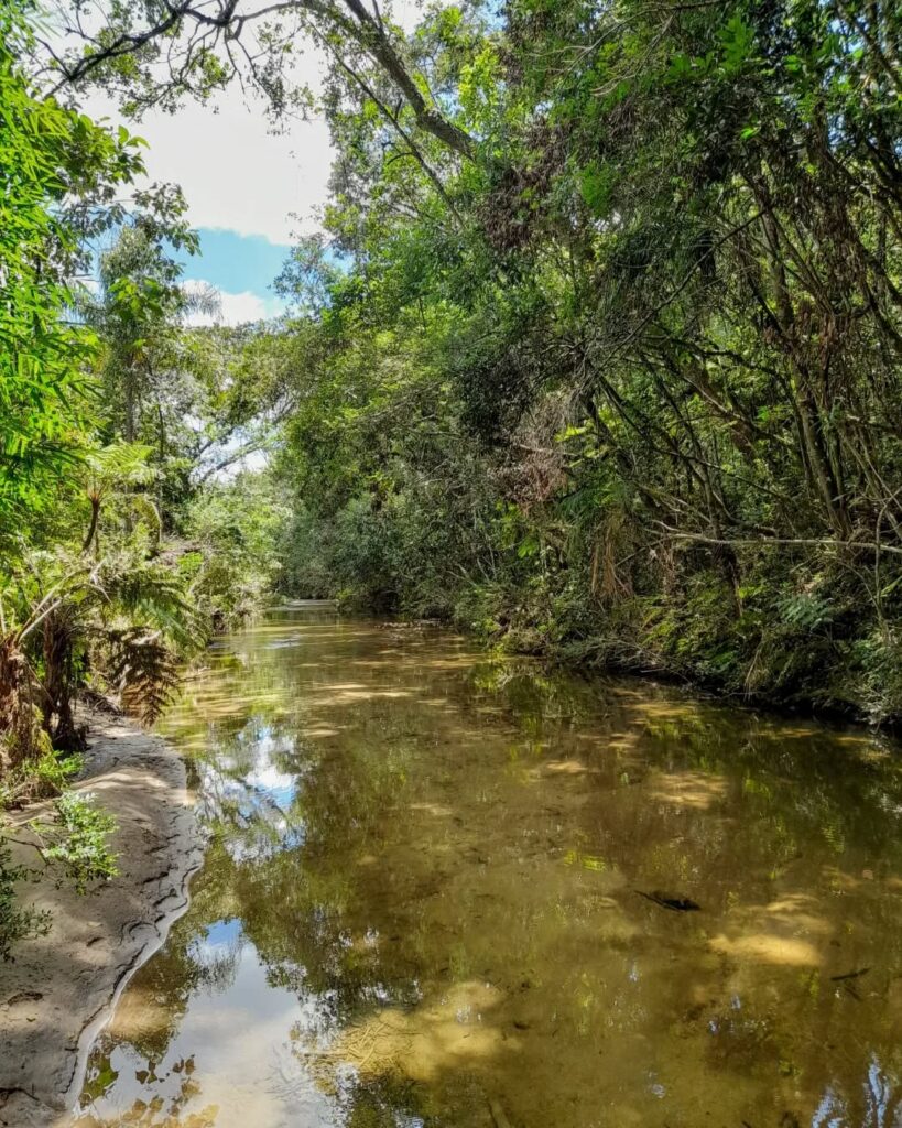 Trilha aquática na mata: rio calmo e raso nos arredores da Cachoeira do Lobo em Luminárias.